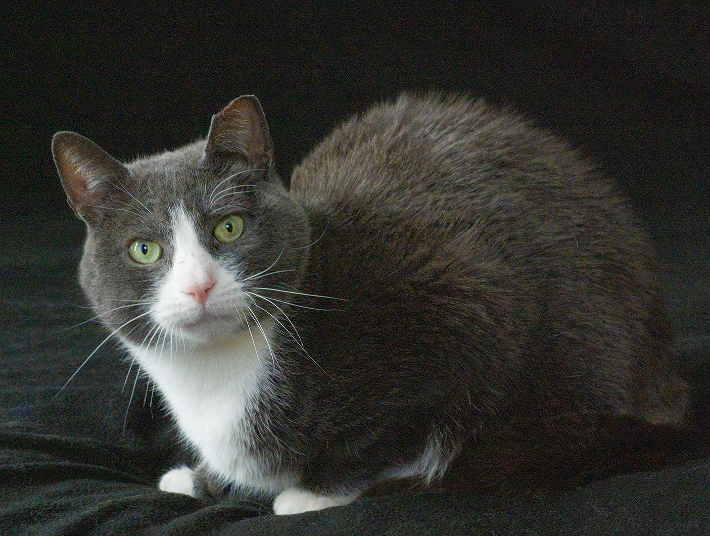 Top Cat Sanctuary cat photo